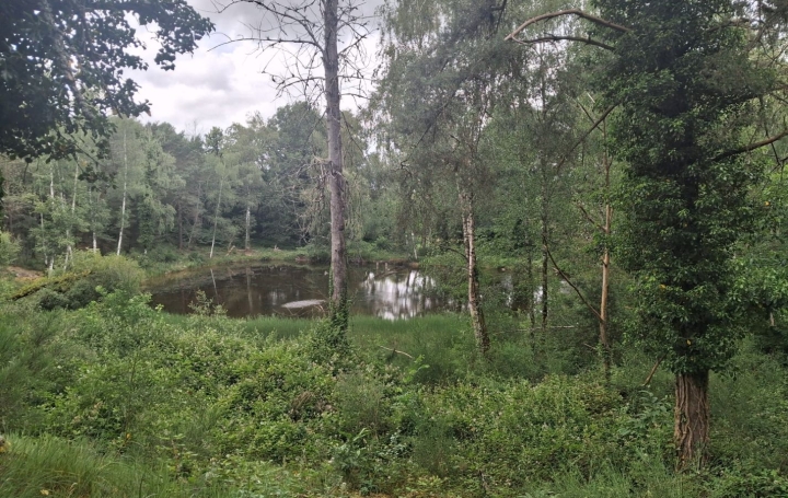 Terrain RILHAC-LASTOURS (87800)   28 000 € 