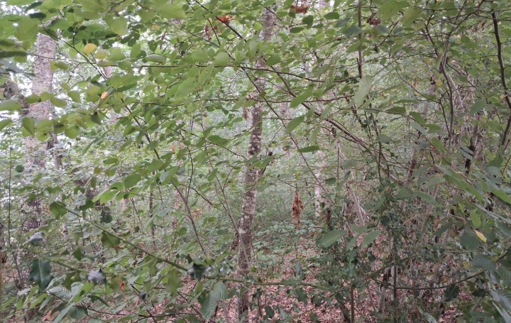 Vente terrain non-constructible · à Saint-Paul · 12 000 €
