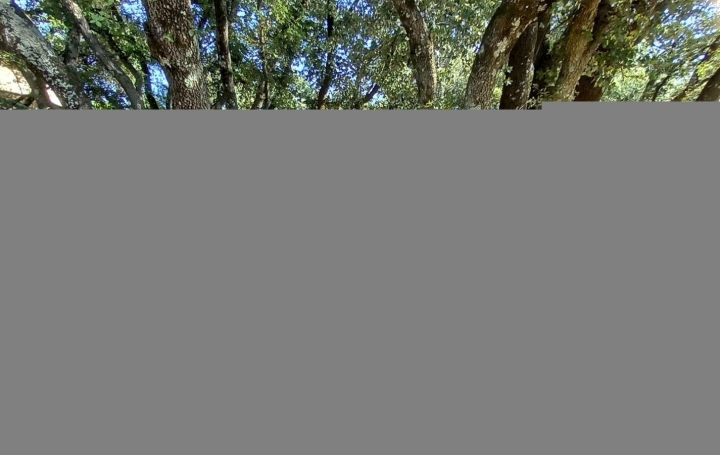 Terrain MONTAUD (34160)  206 m2 621 000 € 